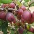Секреты выращивания сочных и сладких ягод крыжовника